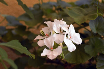 Flor blanca de geranio en jardín