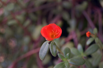 Flor portuaria en jardín durante verano