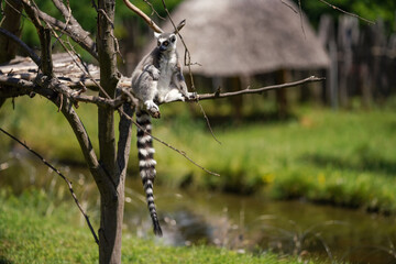 Fototapeta premium Black and white ring-tailed lemur sitting on tree branch on sunny day