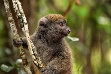 Fototapeta premium Eastern lesser Bamboo lemur - Hapalemur griseus - holding to a thin tree, closeup detail to furry face looking to side