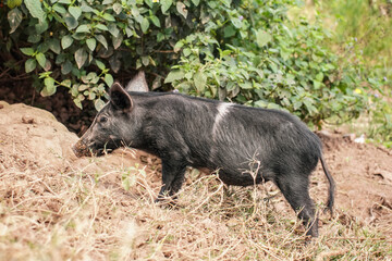 Small black piglet standing on dirt ground next to tree