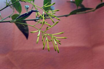 Flor de árbol dama de noche
