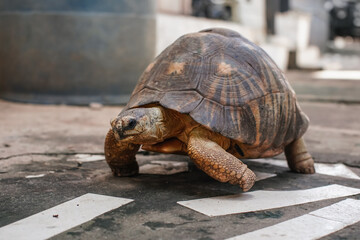Tortoise kept as pet walking on stones ground in yard, closeup detail, only face in focus