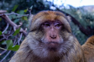 Portrait of a serious proboscis monkey (Nasalis larvatus) looking aside