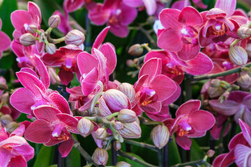 Fototapeta na wymiar Phalaenopsis - Orchidee - orchids