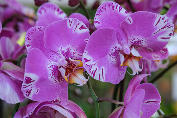 Phalaenopsis - Orchidee - orchids
