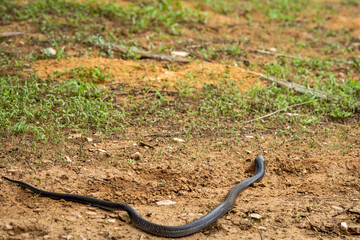full length Indian cobra or Naja naja or spectacled cobra or Asian cobra a venomous snake serpent with tongue out at forest of central india - binocellate cobra