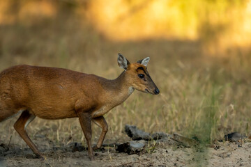 Naklejka na ściany i meble side profile of barking deer or muntjac or Indian muntjac or red muntjac or Muntiacus muntjak portrait an antler during outdoor jungle wildlife safari at forest of central india asia