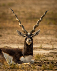 wild male blackbuck or antilope cervicapra or indian antelope closeup or portrait in natural green background at Blackbuck National Park Velavadar bhavnagar gujrat india asia
