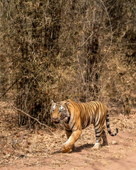 Indian wild male bengal tiger or panthera tigris tigris on territory stroll in hot summer season at bandhavgarh national park forest umaria madhya pradesh india asia