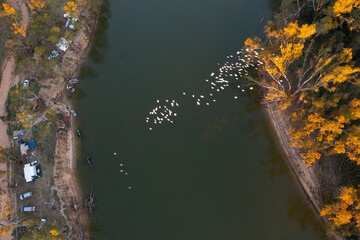 Aerial view of a flock of birds flying over a river with caravans parked on the banks