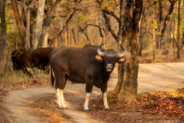 Gaur or Indian Bison or bos gaurus closeup with face expression a showstopper on forest track or...
