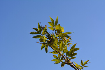Sprigs of elderberry with yellow-green inflorescences and opened green leaves against a blue sky. Beautiful spring photography, design element.