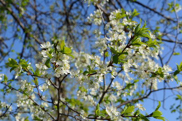 Obraz premium Fresh white flowers and green leaves of blooming plum tree in spring orchard.