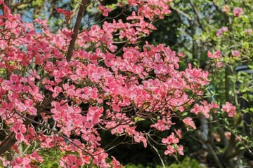 Award-winning Cornus kousa 'Miss Satomi' (Kousa Dogwood)
