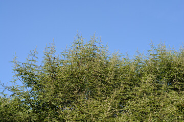 Fototapeta premium Lilac chaste tree
