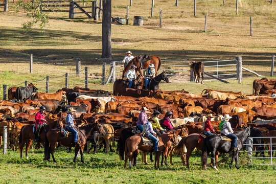 Horse riders counting the mob of cattle at the yards.