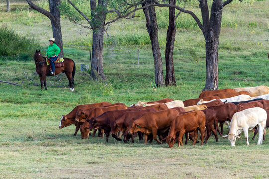 A lone cowgirl on horse waits under a stand of trees as cattle walk past.