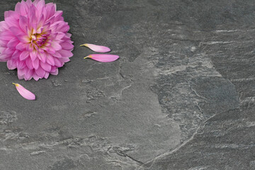 Rosafarbene Dahlienblüte auf einem Schiefer Hintergrund.