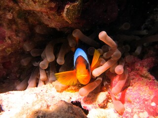 red sea clown fish