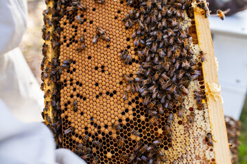Bees on brood honeycomb frame with bee larvae