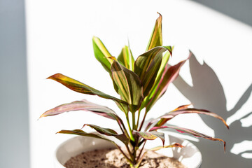 close-up of rainbow cordyline plant in pots indoor next to white wall with harsh shadows