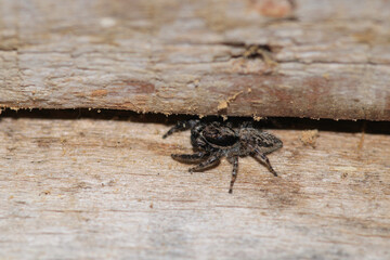 little jumping spider macro photo