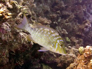 red sea fish