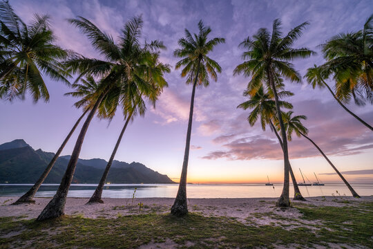 Ta'ahiamanu Beach at sunset, Moorea island, French Polynesia