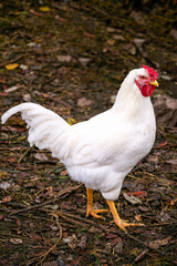 three bright pink roses, in an upright position, on stems with green leaves, are in the center, on a black background