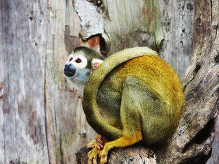 little monkey colored wood background