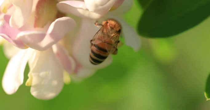 A bee on an acacia flower, close-up.
