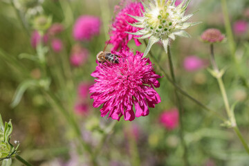 Knautia macedonica, the Macedonian scabious, is a species of flowering plant in the family Caprifoliaceae, native to Southeastern Europe.