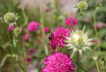 Knautia macedonica, the Macedonian scabious, is a species of flowering plant in the family Caprifoliaceae, native to Southeastern Europe.