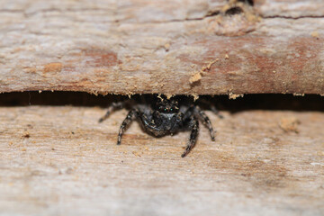 little jumping spider macro photo