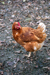 three bright pink roses, in an upright position, on stems with green leaves, are in the center, on a black background