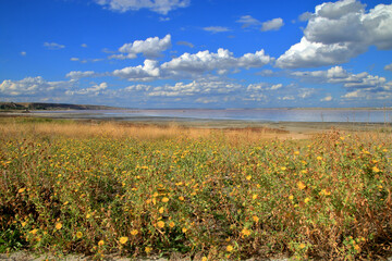 Wildflowers on the shore of a salty estuary.