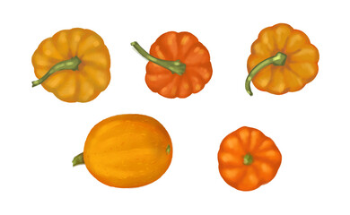 Pumpkin set, vegetables isolated