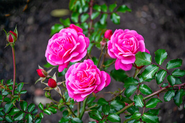 Three bright pink roses, upright, on stems with green leaves.