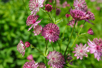 Astrantia major, the great masterwort, is a species of flowering plant in the family Apiaceae, native to central and eastern Europe. 
