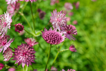 Astrantia major, the great masterwort, is a species of flowering plant in the family Apiaceae, native to central and eastern Europe. 