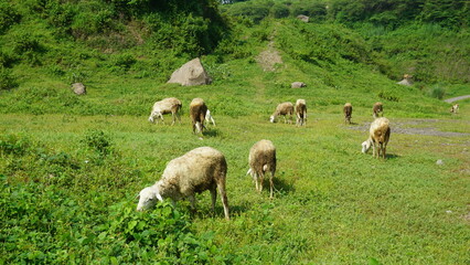 Obraz premium herd of sheep