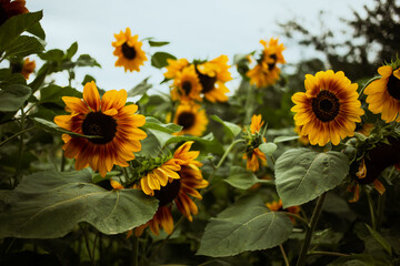 sunflowers in the field. close up.