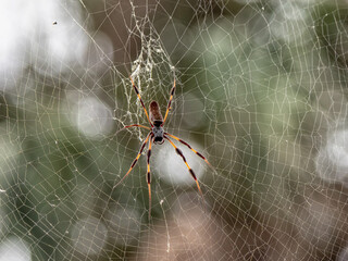 Spider
