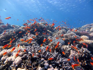 Fototapeta na wymiar red sea fish and coral reef of blue hole egypt