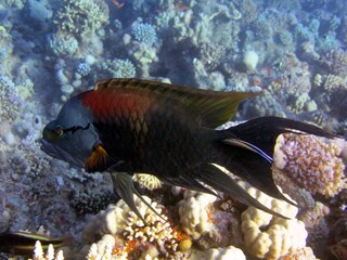 Obraz premium Sling jaw fish