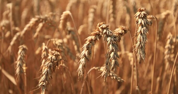 Yellow ripe ears of wheat on the field.