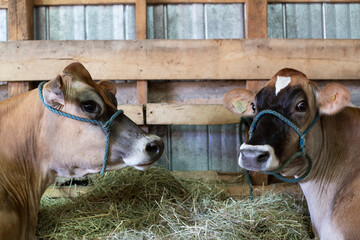 A pair of Jersey dairy cowns lying down with fresh hay between them on a farmers barn.