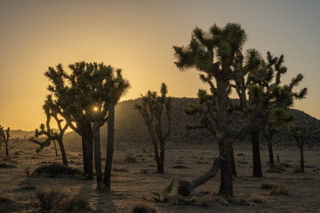 Fototapeta na wymiar Sunset at Yoshua Tree National Park USA