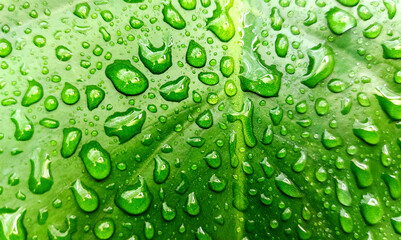 water drops on green leaf